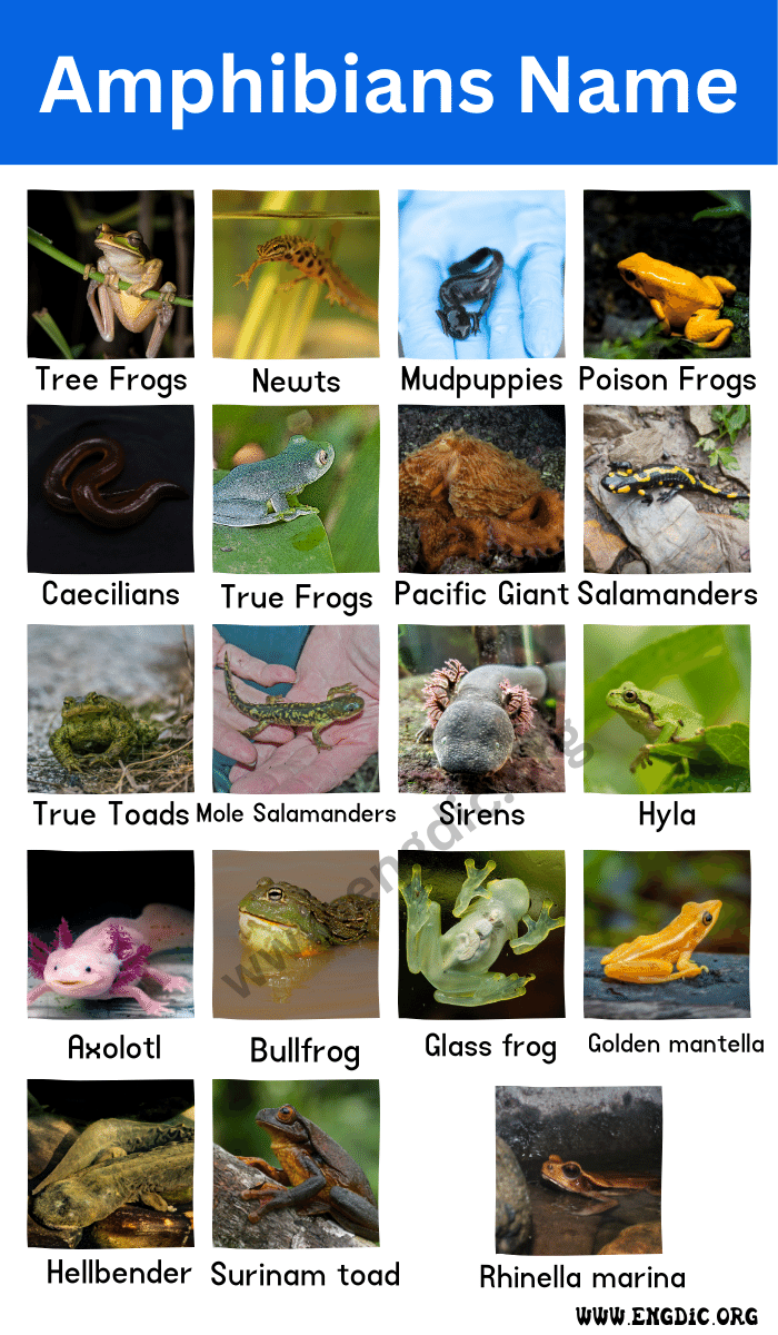 amphibians name