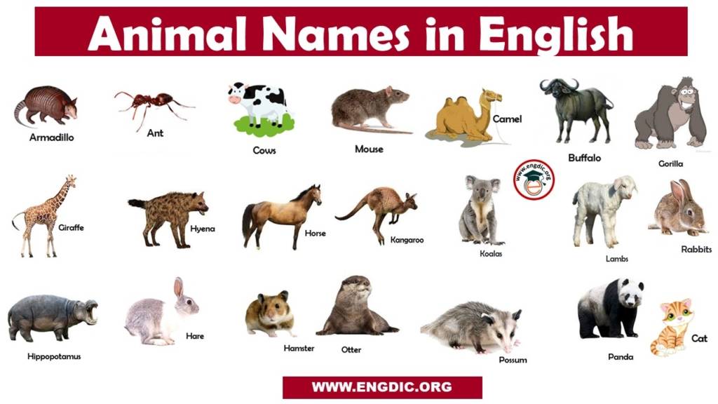 Animals Name List in English A to Z - Pictures and PDF - Engdic