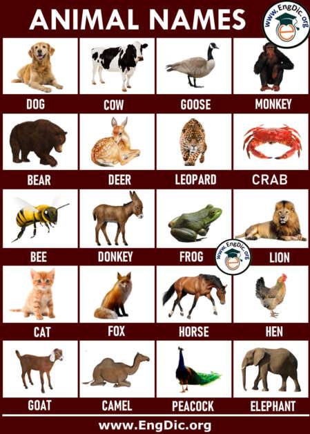 10 Wild Animals Name, Wild Animals in English - EngDic