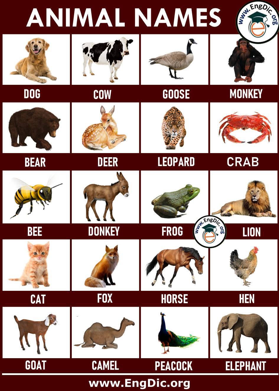 Animals Pictures Names List Animals Pictures Names List