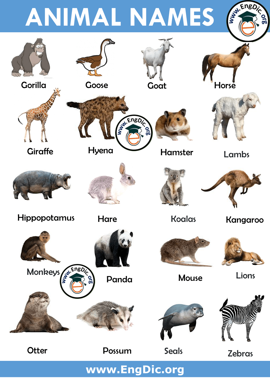 500+ Animals Name List in English A to Z - Pictures and PDF - EngDic
