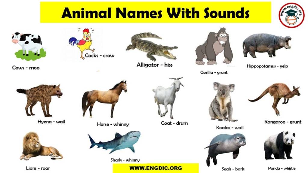 List of Animal Sounds from A to Z PDF and Infographics - EngDic