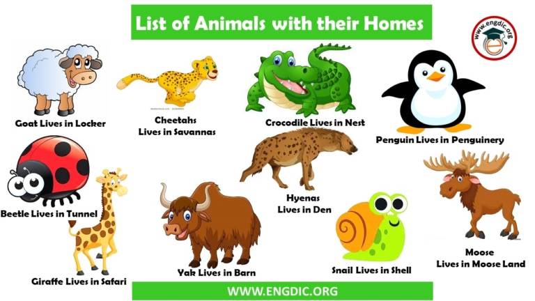 +100 List of Animals and Their Homes – EngDic