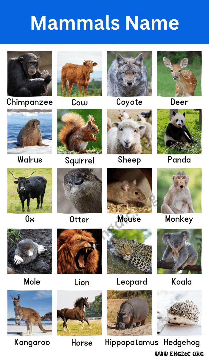 mammals name