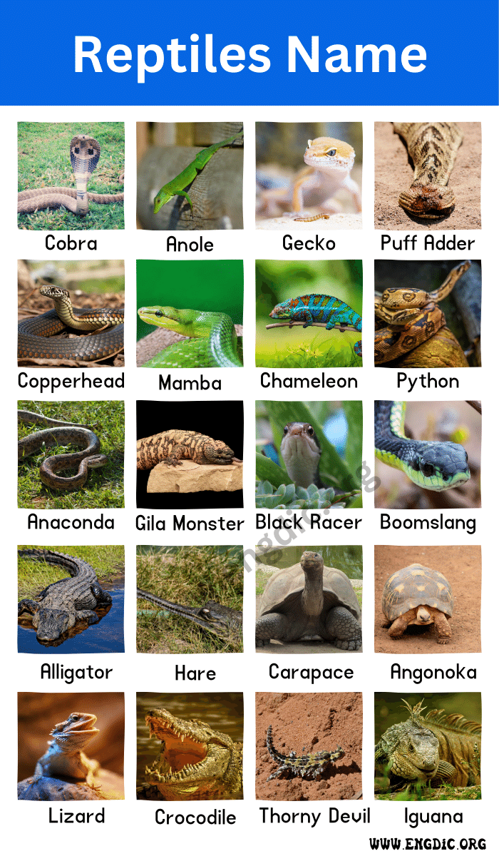 reptiles name