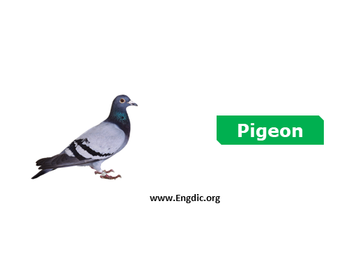 Pigeon - birds names list with pictures