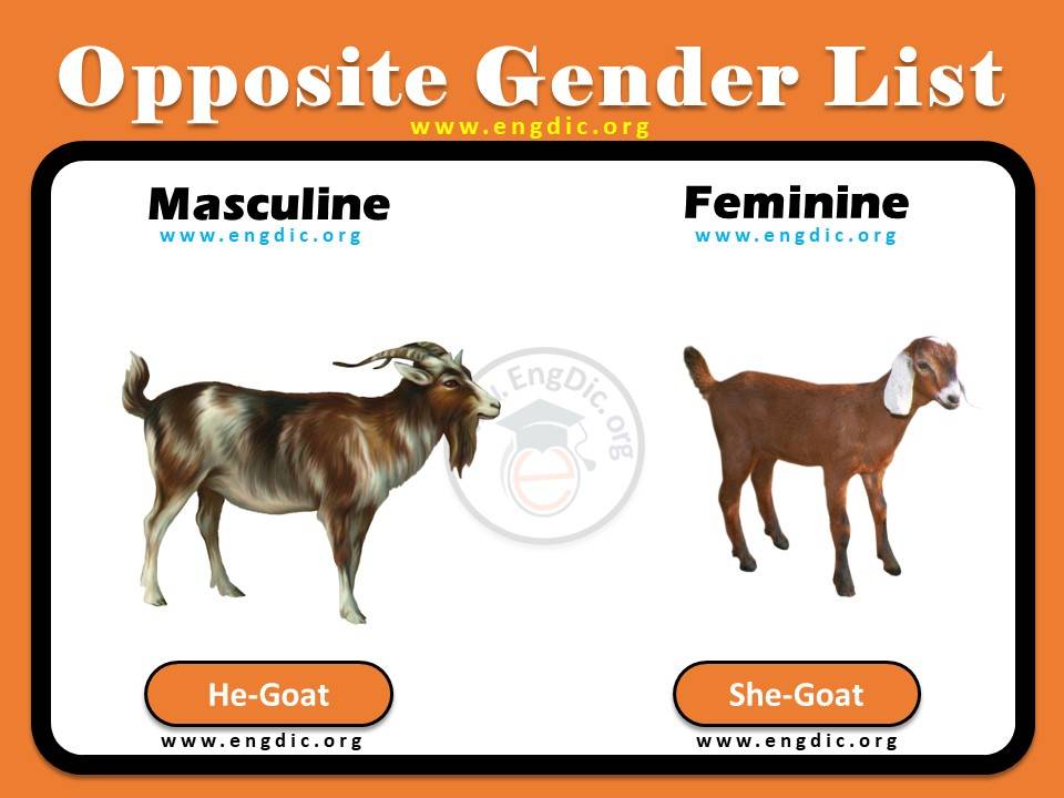 opposite gender of goat