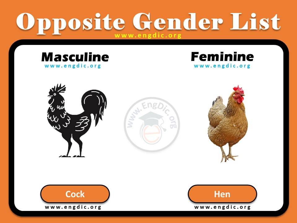 A to Z Opposite Gender of (animals, humans, widow, fox, maid, cow) - EngDic