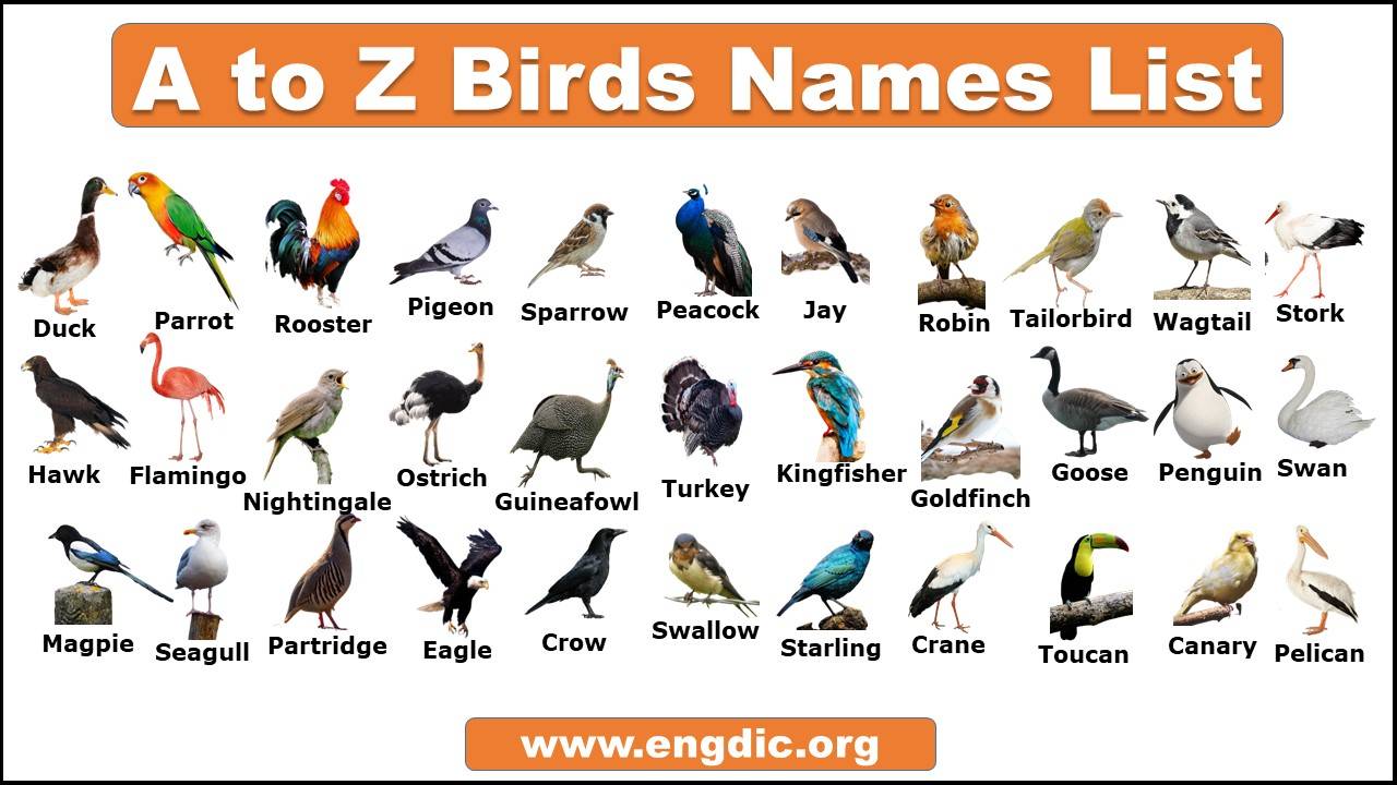 prey birds list