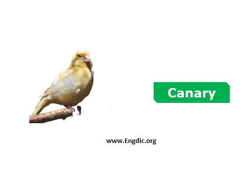 canary - Birds vocabulary