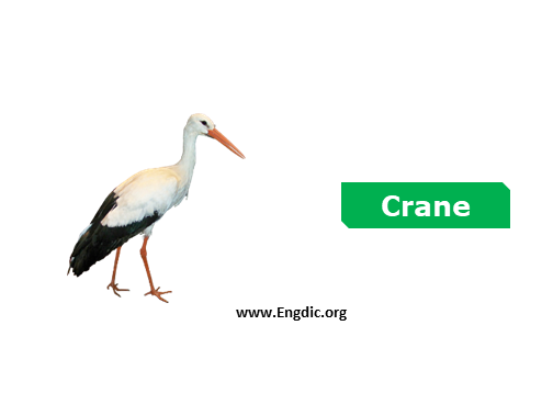 crane - Birds vocabulary
