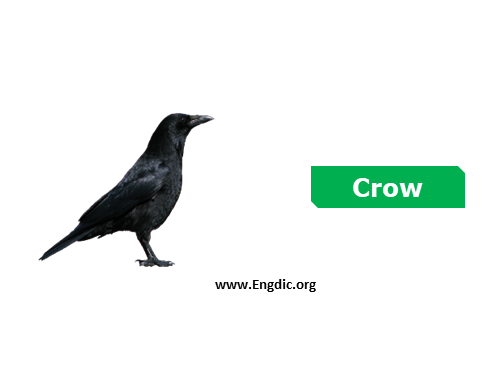 crow - Birds vocabulary
