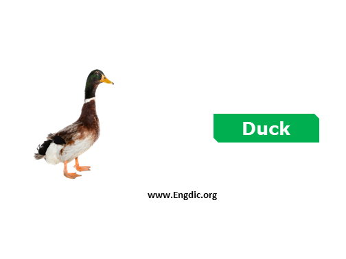duck - Birds vocabulary