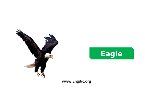 eagle - Birds vocabulary