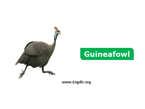 guineafowl - Birds vocabulary