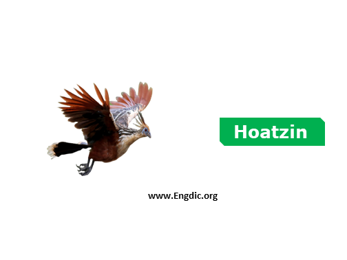 hoatzin - Birds vocabulary