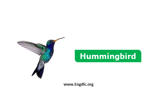 hummingbird - Birds vocabulary
