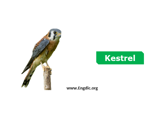 kestral - Birds vocabulary