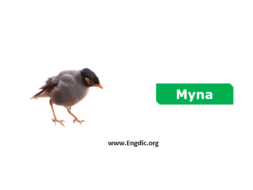 myna - Birds vocabulary