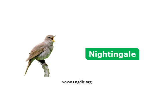 nightingale - Birds vocabulary