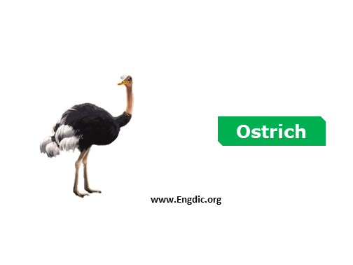 ostrich - Birds vocabulary