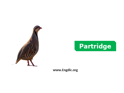 partridge - Birds vocabulary