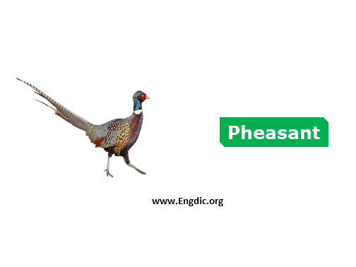 pheasant - Birds vocabulary