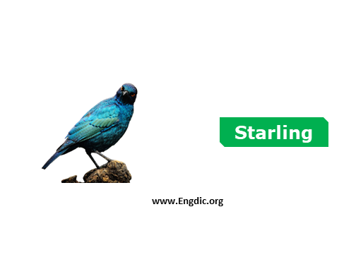 starling - birds names list with pictures