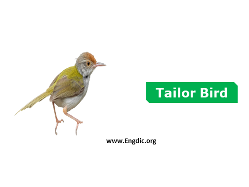 tailor bird - birds names list with pictures