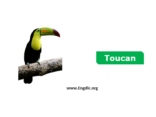 toucan - birds names list with pictures