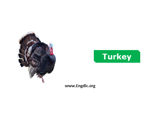 turkey - birds names list with pictures