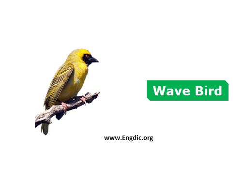 wave bird - birds names list with pictures