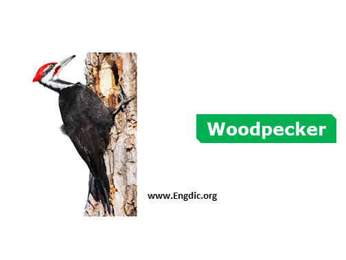 woodpecker - birds names list with pictures