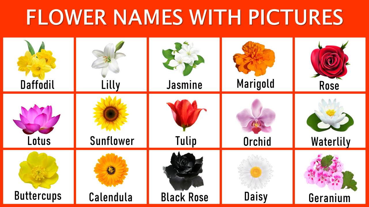 Flower Names with pictures