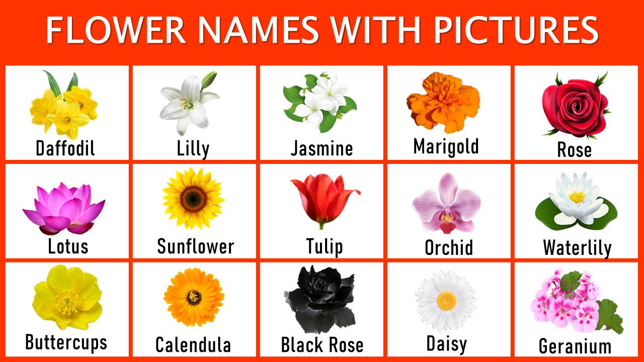 300+ List of Flowers Name with Pictures (A to Z) - EngDic