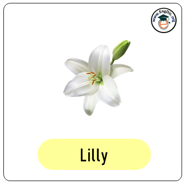 lilly