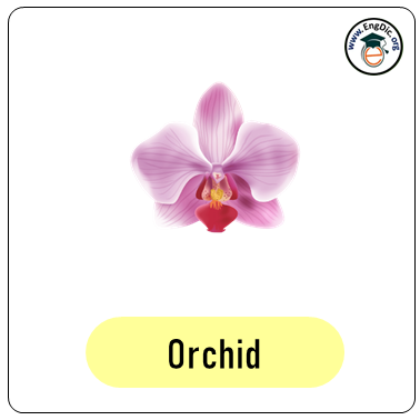 orchid