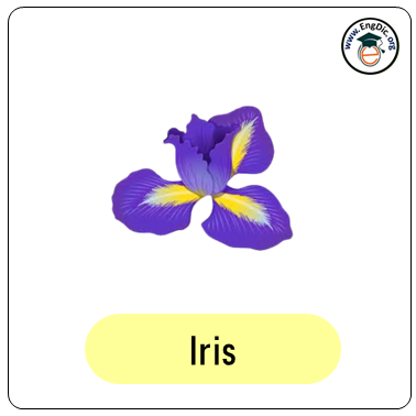 iris