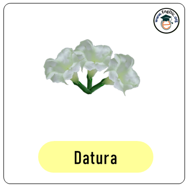 Datura