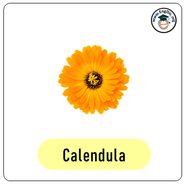 calendula