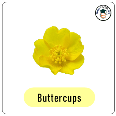 buttercup