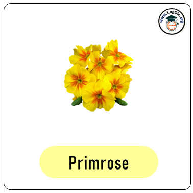 primrose