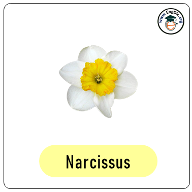 narcissus