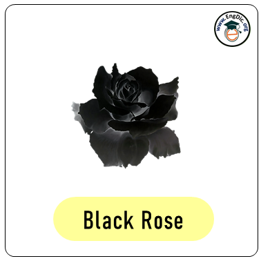 black rose