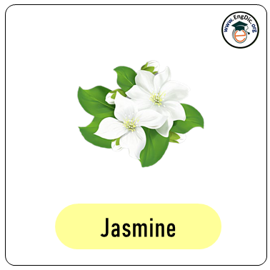 jasmine