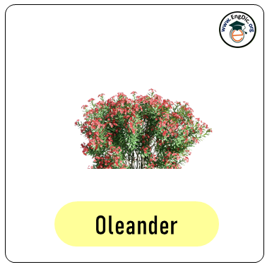 oleander