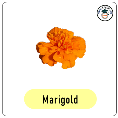 marigold