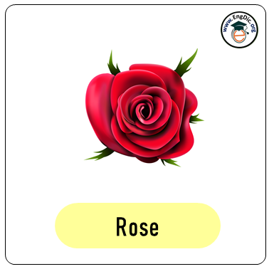 rose