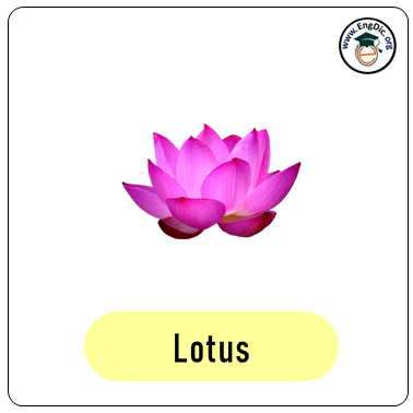 lotus