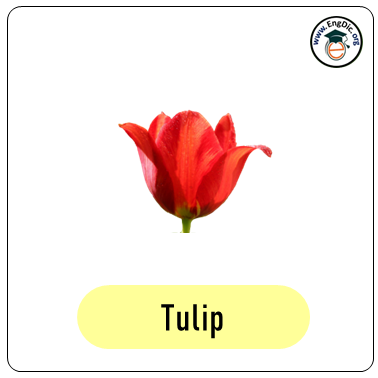 tulip